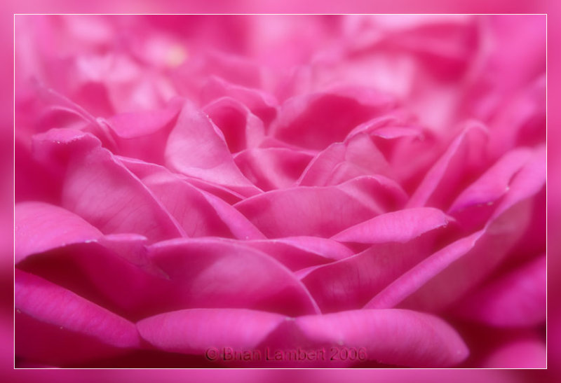 IMG_1289 Rose De Resocht
