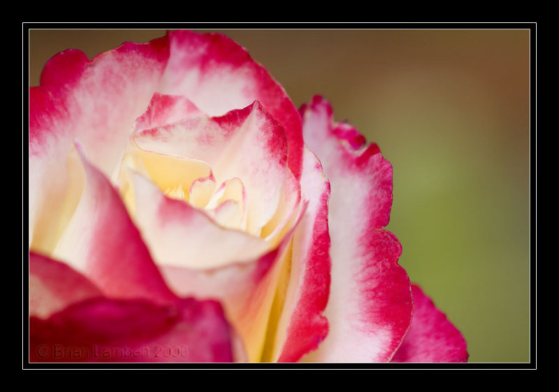 IMG_1540  Rose Double Delight