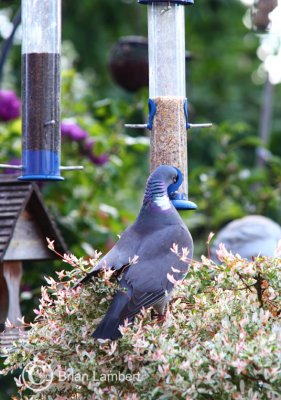 IMG_1042 Pigeon