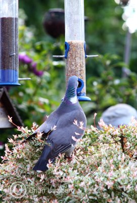 IMG_1044 Pigeon