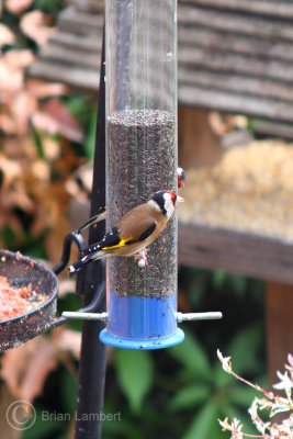 IMG_1050 Goldfinch