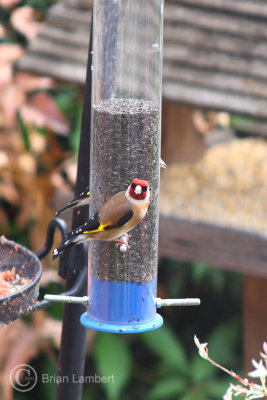 IMG_1055 Goldfinch