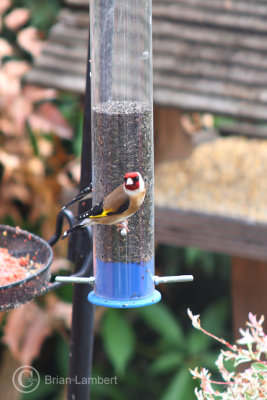IMG_1060 Goldfinch