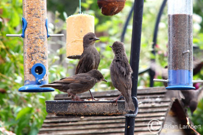 IMG_1136 Young Starlings