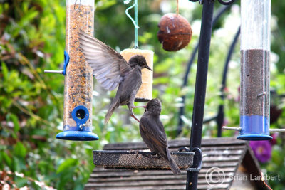 IMG_1153 Starlings