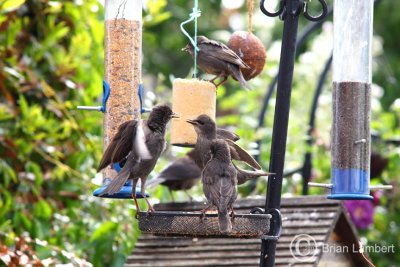 IMG_1165 Young Starlings
