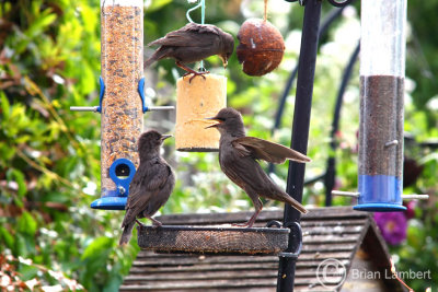 IMG_1173 Young Starlings