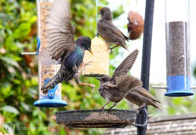 IMG_1226 Starlings