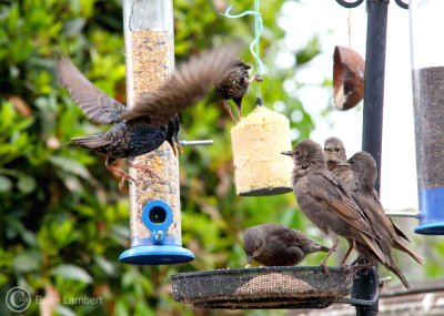 IMG_1250 Starlings