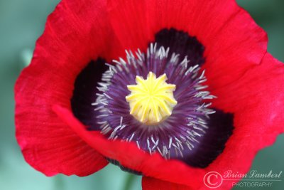 IMG_1362web.jpg