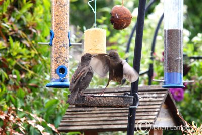 IMG_1122wb.jpg