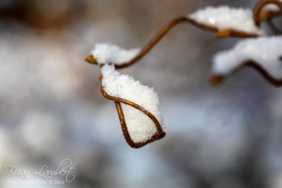 IMG_2848 Corylus (Common Hazel)