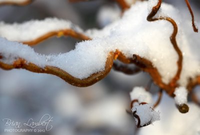 IMG_2847 Corylus (Common Hazel)