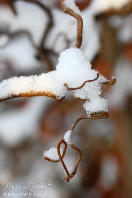 IMG_2853 Corylus (Common Hazel)