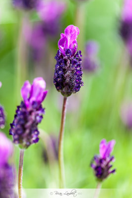 IMG_3957 French Lavender