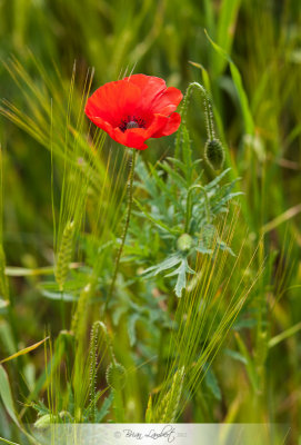 IMG_4023-Edit.jpg