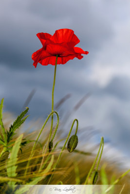 IMG_4059-Edit.jpg