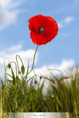 IMG_4087-Edit.jpg