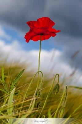 IMG_4062-Edit.jpg