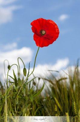 IMG_4089-Edit.jpg