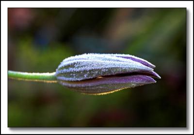 Frosted Clematis