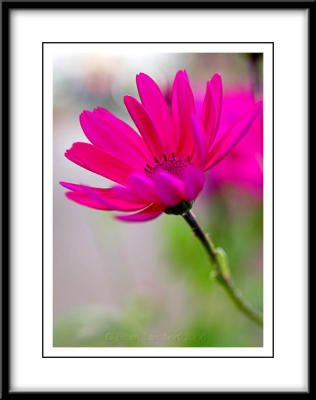 Senetti