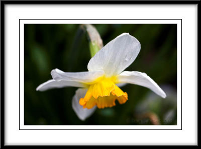 9712  Daffodil