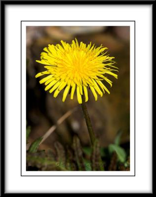 9828  Dandelion