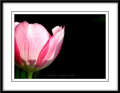 9861  Tulip