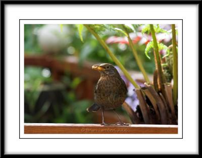 0176  Blackbird