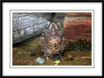 0182 Baby Blackbird