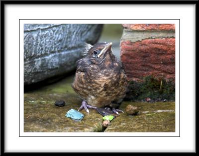 0187 Baby Blackbird