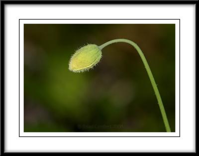 0279  Poppy flower bud