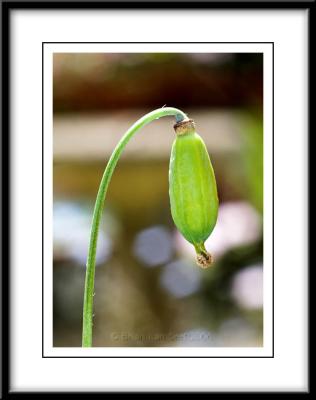 0309  Poppy seed head