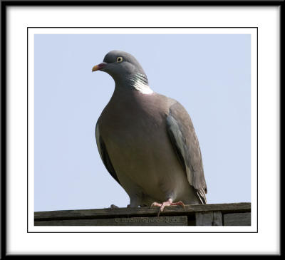 3331  Pigeon