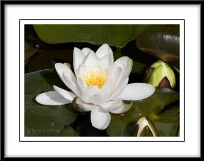 0328  Water Lily (Nymphaea Alba)