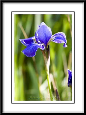 0330  Iris sibirica