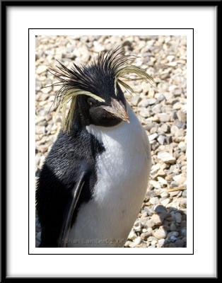 0339  Rockhopper Penguin