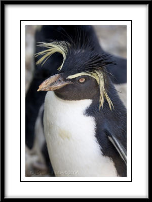 0343   Rockhopper Penguin