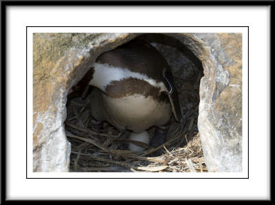 0349   Humboldt Penguin egg