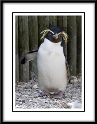 0355   Rockhopper Penguin