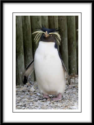0356   Rockhopper Penguin