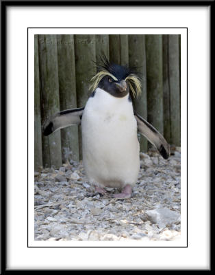 0359   Rockhopper Penguin