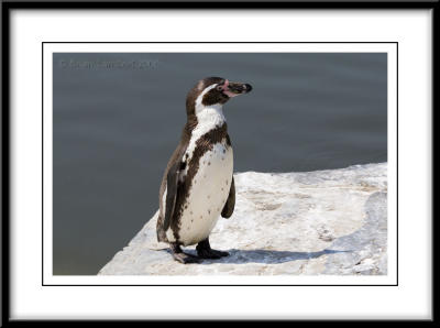 0397   Humboldt Penguin