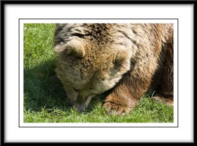 European Brown Bears