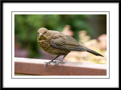 IMG_0431   Female Blackbird