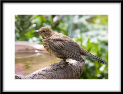 IMG_0442   Female Blackbird on birdbath