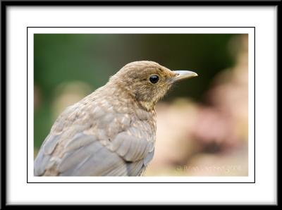 IMG_0432   Female Blackbird