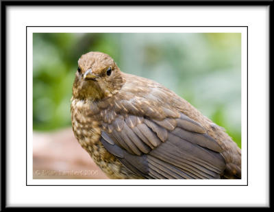 IMG_0447   Female Blackbird