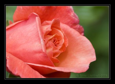 IMG_1572  Rose 'Troika'